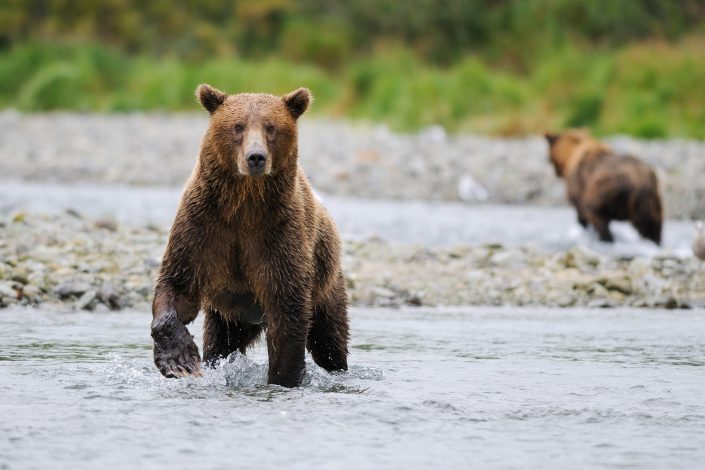 Braunbär, Katmai Nationalpark, Alaska