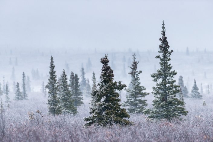 Neuschnee im Denali Nationalpark, Alaska