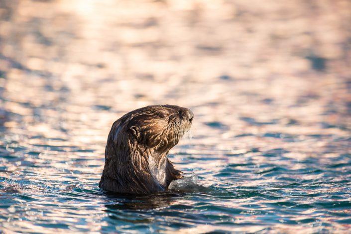 Seeotter, Seward, Alaska