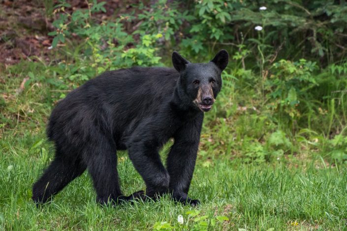 Schwarzbär am Russian River, Alaska