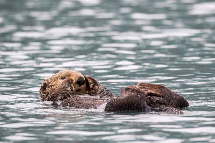 Seeotter, Alaska