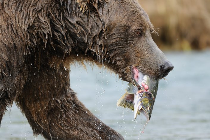 Grizzly Bär mit gefangenem Lachs, Katmai Nationalpark, Alaska