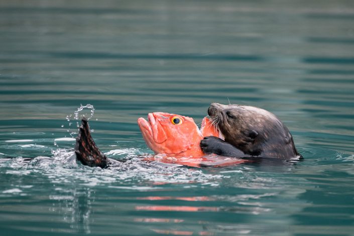 Seeotter, Alaska