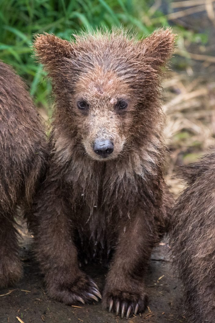 Baby-Bär, Brooks Falls, Katmai Nationalpark, Alaska