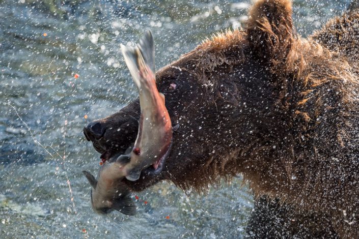 Grizzly Bär mit gefangenem Lachs, Brooks Falls, Alaska