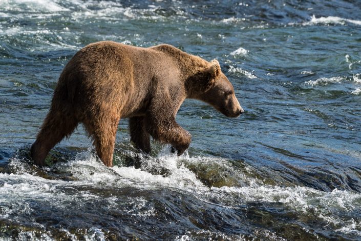 Braunbär, Alaska