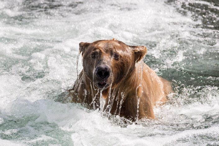 Grizzly Bär beim Tauchen, Katmai Nationalpark, Alaska