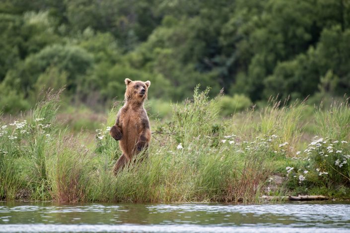 Braunbär steht am Ufer des Naknek Lake, Katmai Nationalpark, Alaska