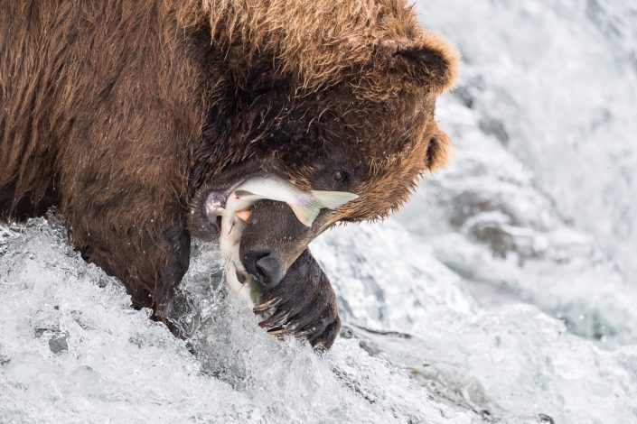 Bär frisst Lach, Brooks Falls, Katmai Nationalpark, Alaska