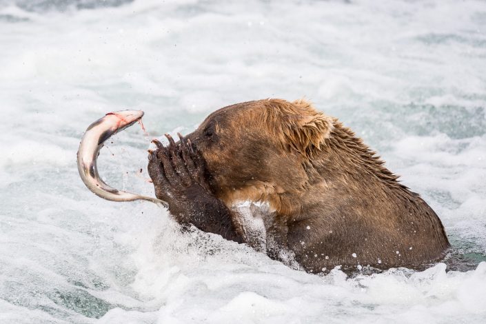 Bär fängt Fisch, Brooks river, Alaska