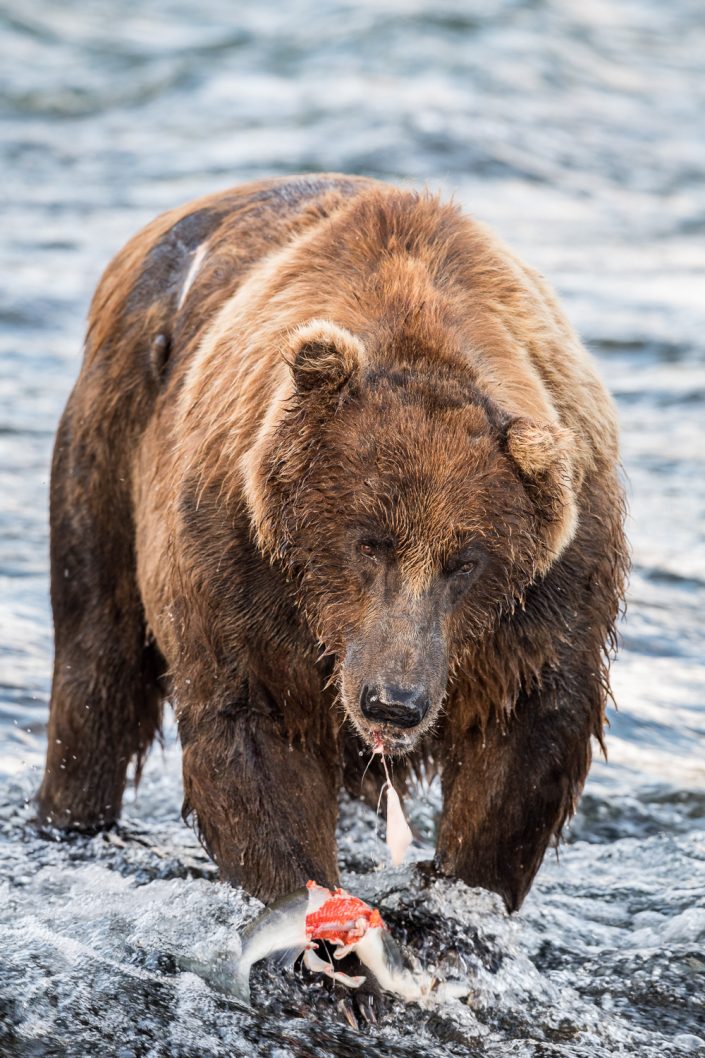 Bär mit gefangenem Lachs an den Brooks Falls, Alaska