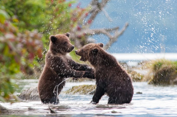 junge Bären beim Spielen, Chilkoot river, Haines, Alaska