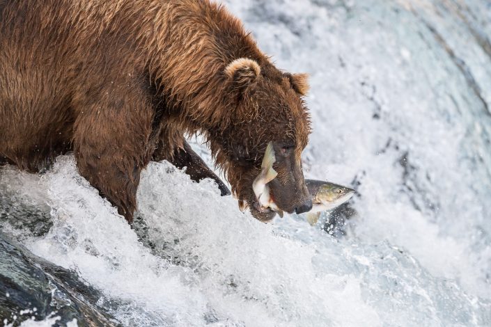 Bär mit gefangenem Lachs an den Brooks Falls, Alaska