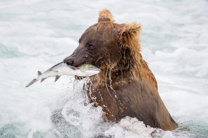 Bär mit gefangenem Lachs an den Brooks Falls, Alaska