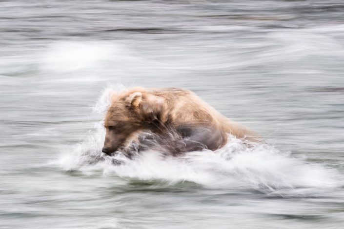 Bär in Action, Katmai Nationalpark, Alaska