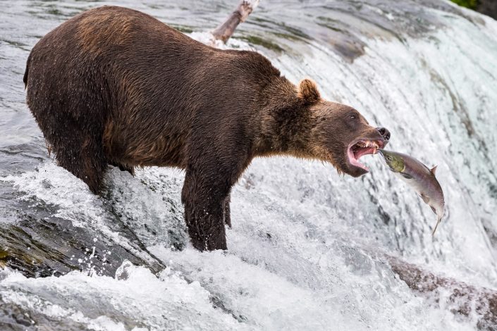 Bär steht an den Brooks Falls, Katmai Nationalpark, Alaska