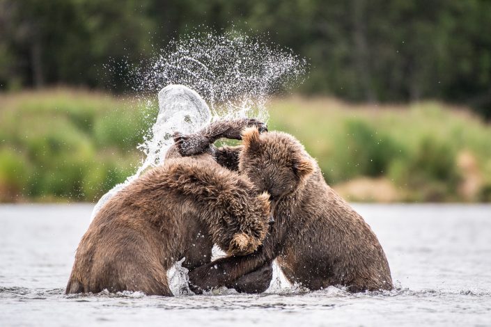 kämpfende Bären, Brooks River, Katmai Nationalpark, Alaska