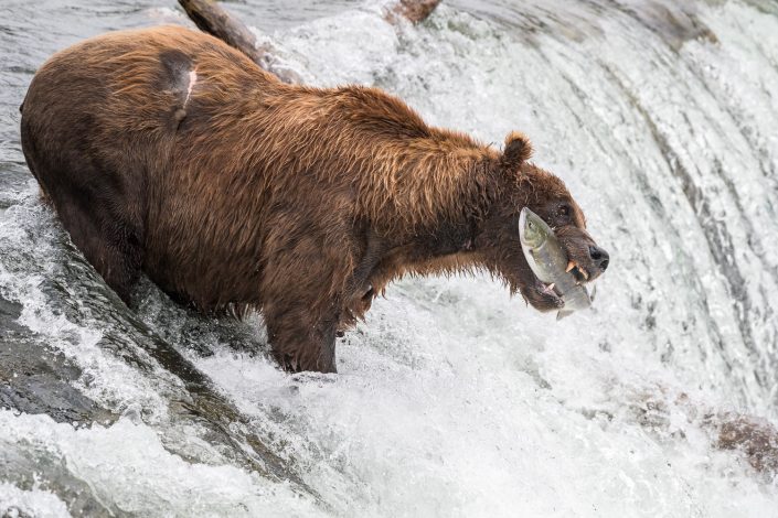 Grizzly an den Brooks Falls, Katmai Nationalpark, Alaska