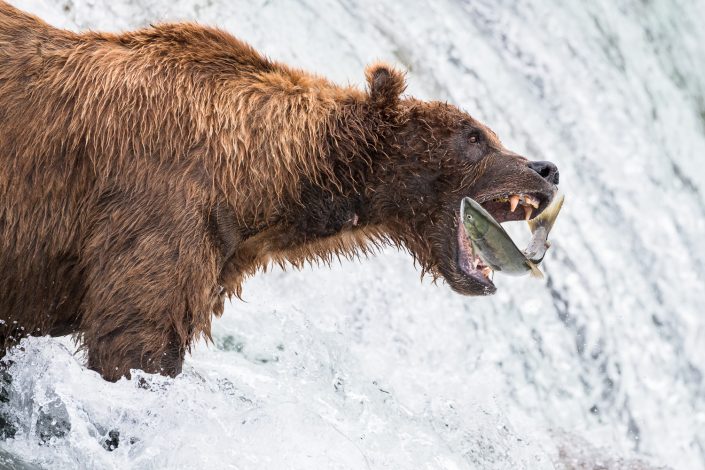 Grizzly Bär fängt Lachs, Brooks Falls, Katmai Nationalpark,, Alaska