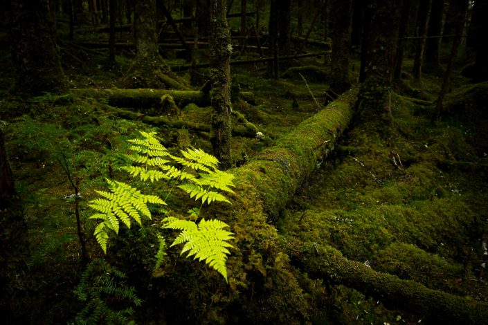 Farn im Regenwald, Glacier Bay National Park, Alaska