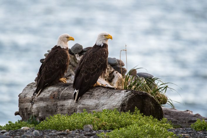 Zwei Weißkopfseeadler sitzen auf Baumstamm, Homer, Alaska