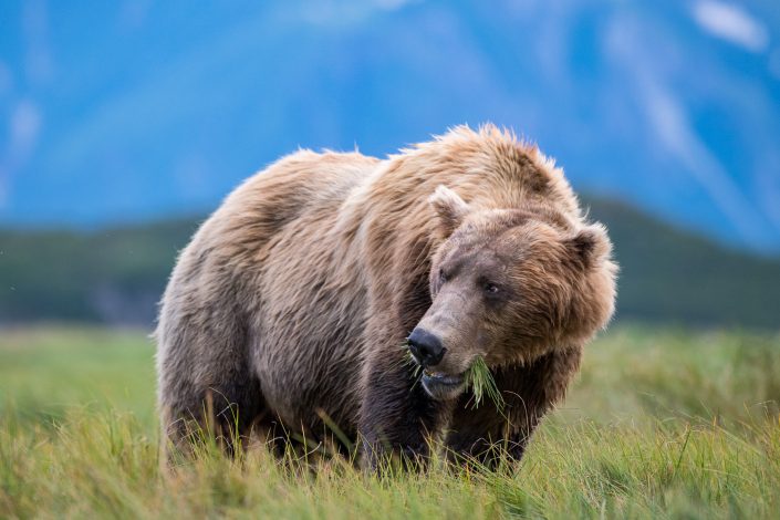 Küstenbraunbär beim fressen von Gras, Katmai Nationalpark, Alaska