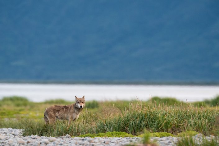Wolf im Katmai Nationalpark, Alaska