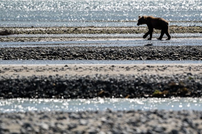 Bär am Strand, Katmai Nationalpark, Alaska