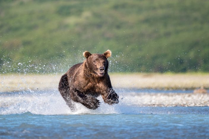 Grizzly Bär läuft durch Wasser, Küste, Katmai Nationalpark, Alaska