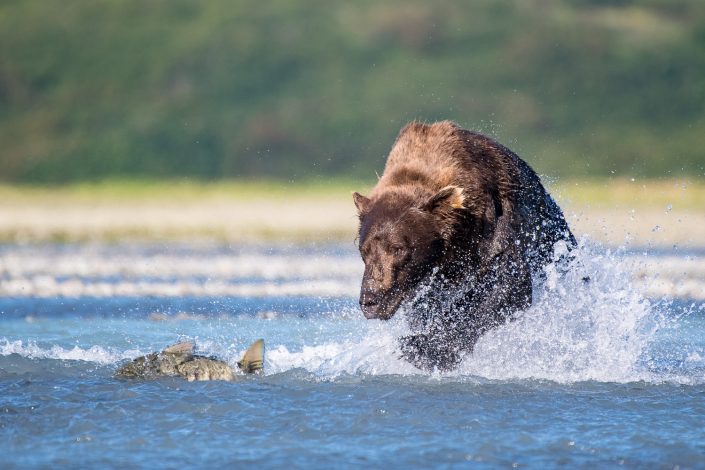 Bär fängt Lachs, Katmai Nationalpark, Wildlifephotography, Alaska