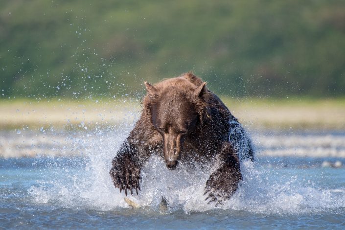 Küstenbraunbär beim Lachsfang, Katmai Nationalpark, Naturfotografie, Alaska