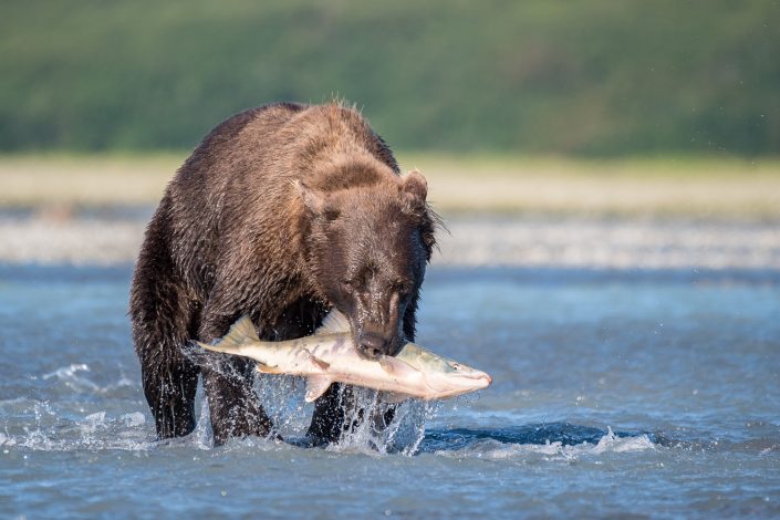 Grizzly Bär mit gefangenem Lachs, Küste, Alaska