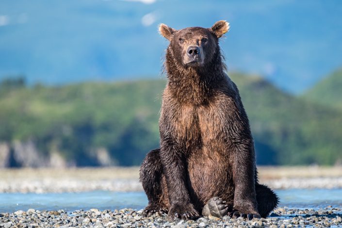 Bär sitzt auf Schotterbank, Katmai, Alaska