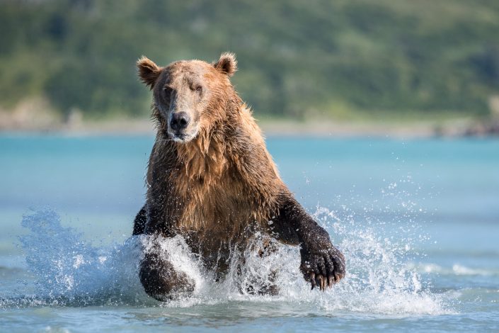 Bär läuft direkt auf Kamera zu, Katmai Nationalpark, Alaska