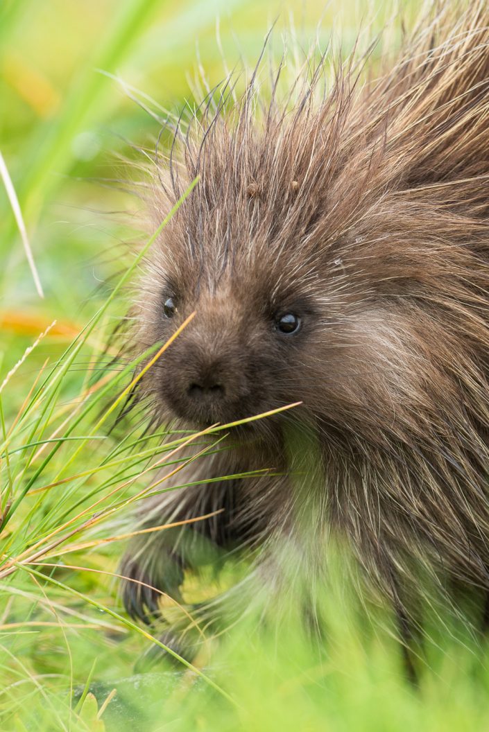 Porcupine, Glacier Bay National Park, Alaska