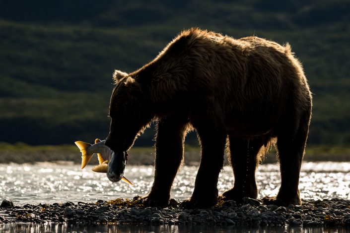 Grizzly mit Lachs im Gegenlicht