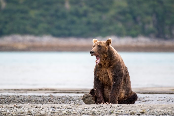 gähnender Bär, Alaska