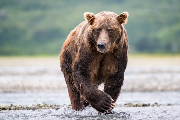 Grizzly Bär mit Narbe, Katmai Nationalpark, Alaska