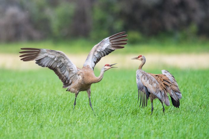 Kanada Kranich bzw. Sandhill Cranes, Alaska