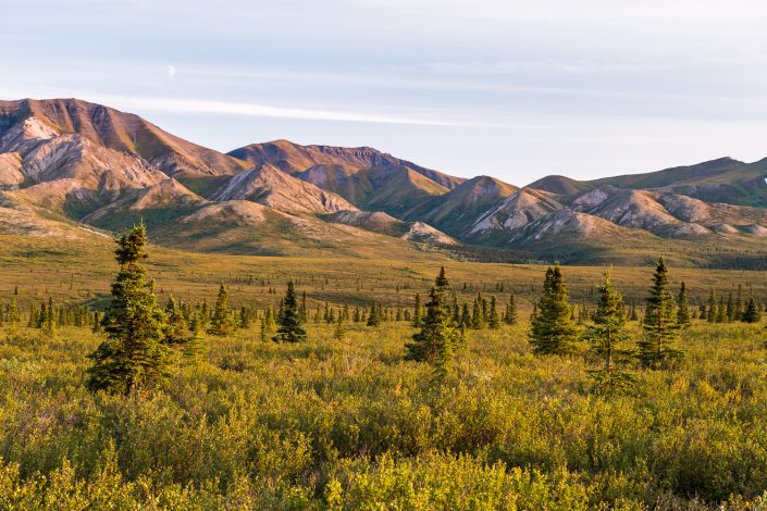 Landschaft entlang des Denali Highway