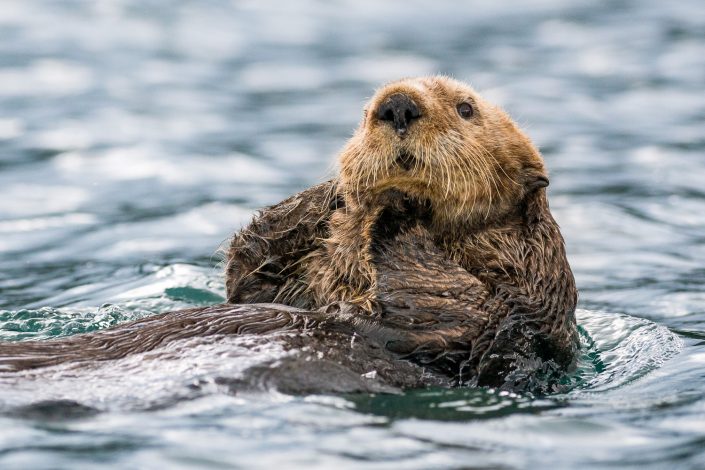 Seeotter, Alaska