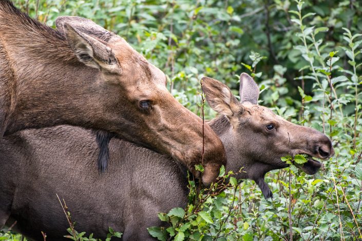 Elchkuh mit Jungem, Denali Nationalpark, Alaska