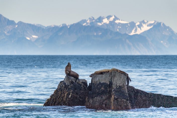 Robbe im Kenai Fjords National Park, Alaska