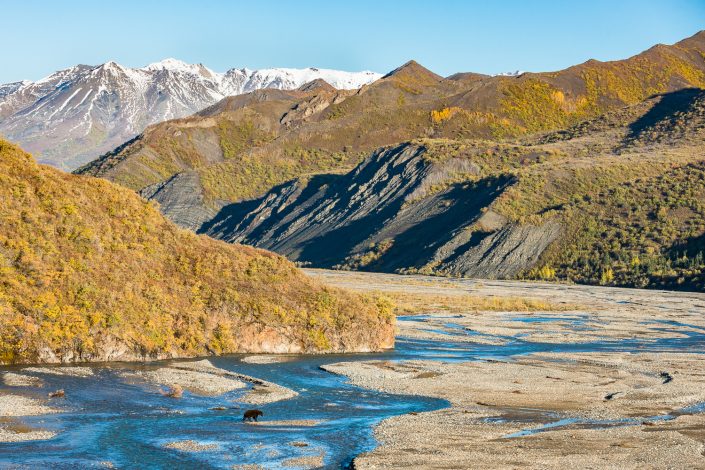 Bär überquert Fluss im Denali Nationalpark, Alaska