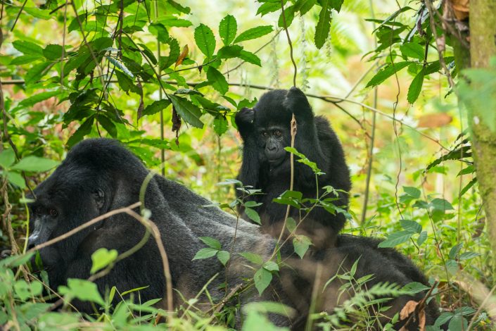 Junger Berggorilla sitzt auf Silberrücken, Uganda