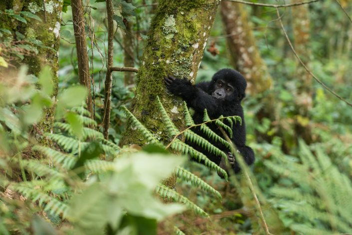 Junger Berggorilla klettert auf Baum, Bwindi Nationalpark, Uganda