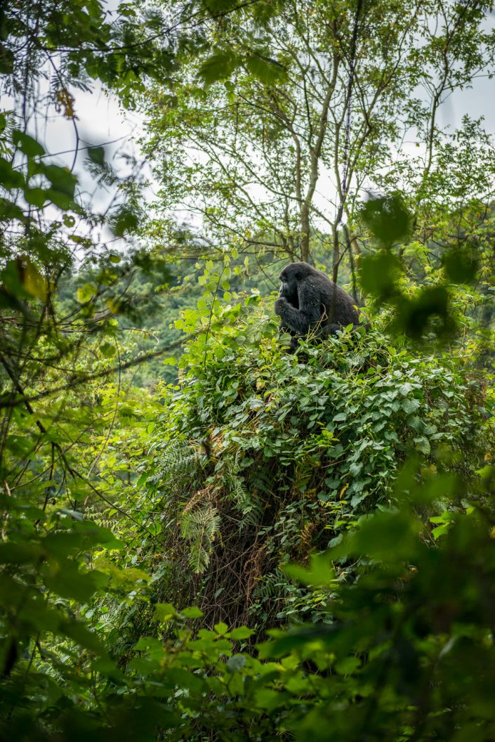 Berggorilla im Wald