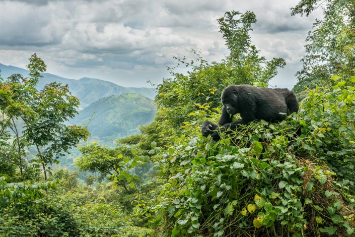Berggorilla mit Landschaft, Lebensraumaufnahme, Bwindi Nationalpark, Uganda