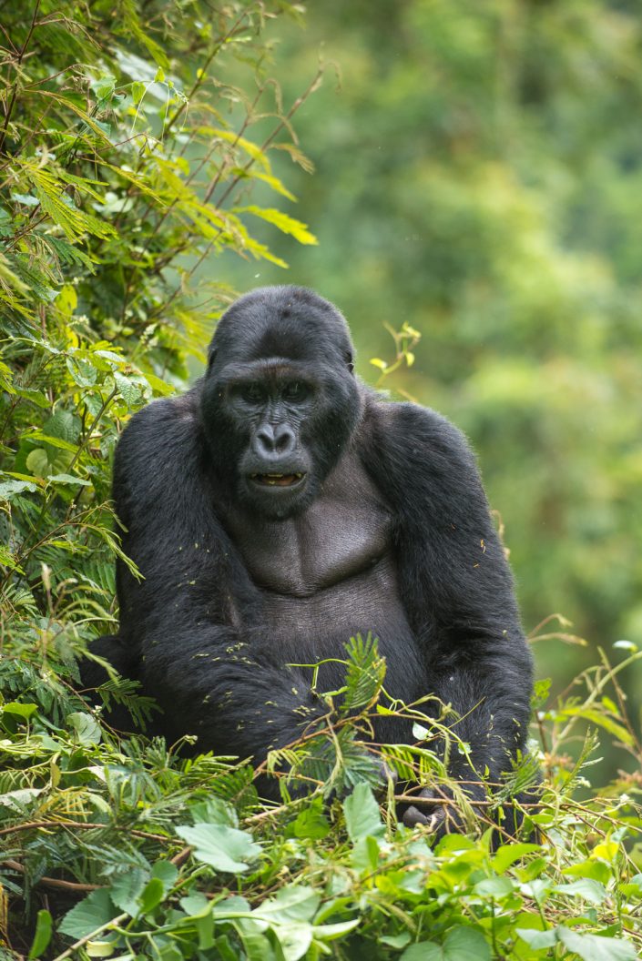 Berggorilla im Bwindi Nationalpark