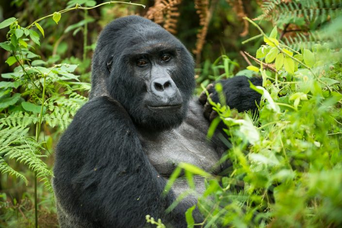 Berggorilla, Silberrücken, Uganda